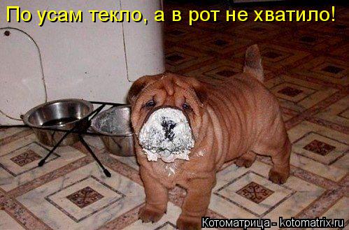 Котоматрица: По усам текло, а в рот не хватило!