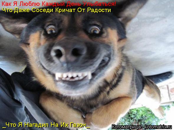 Котоматрица: Как Я Люблю Каждый День Улыбаться! Что Даже Соседи Кричат От Радости _Что Я Нагадил На Их Газон_