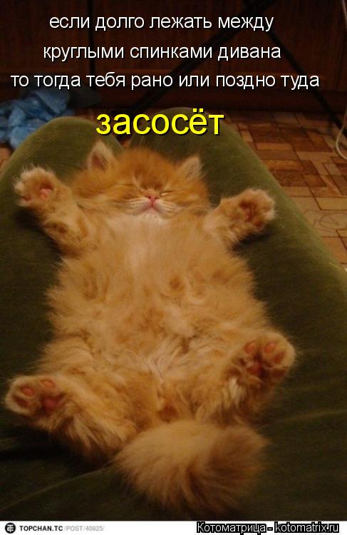 Котоматрица: если долго лежать между круглыми спинками дивана то тогда тебя рано или поздно туда засосёт