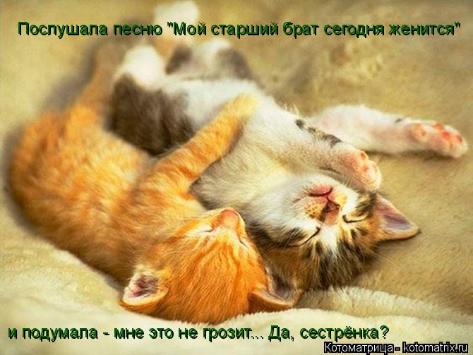 Послушала песню "Мой старший брат сегодня женится" и подумала - мне это не грозит... Да, сестрёнка?... Котоматрица: Послушала песню "Мой старший брат сегодня женится" и подумала - мне это не грозит... Да, сестрёнка?
