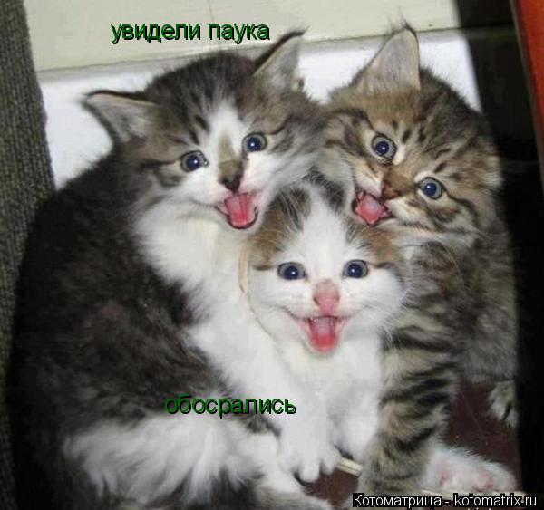 Котоматрица: увидели паука обосрались