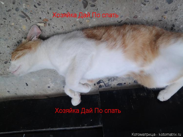 Котоматрица: Хозяйка Дай По спать Хозяйка Дай По спать Хозяйка Дай По спать