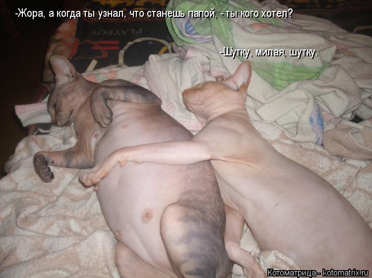Котоматрица: -Жора, а когда ты узнал, что станешь папой, - ты кого хотел? -Шутку, милая, шутку.