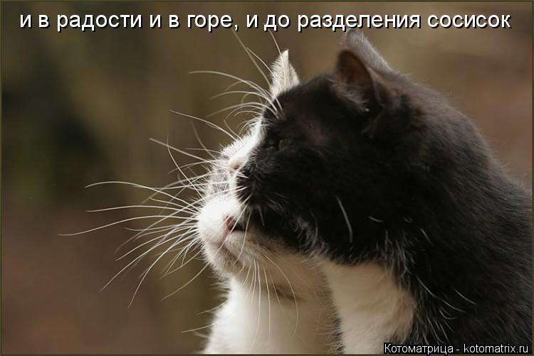 Котоматрица: и в радости и в горе, и до разделения сосисок