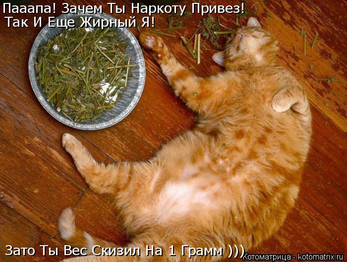 Котоматрица: Пааапа! Зачем Ты Наркоту Привез! Так И Еще Жирный Я!  Зато Ты Вес Скизил На 1 Грамм )))