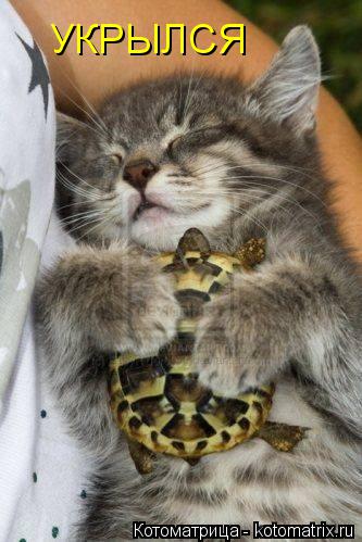 Котоматрица: УКРЫЛСЯ