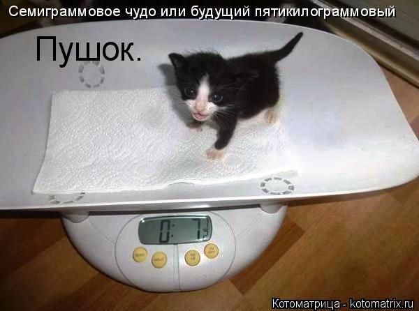 Котоматрица: Семиграммовое чудо или будущий пятикилограммовый  Пушок.