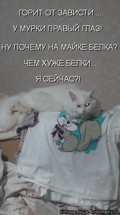 ГОРИТ ОТ ЗАВИСТИ ... У МУРКИ ПРАВЫЙ ГЛАЗ! НУ ПОЧЕМУ НА МАЙКЕ БЕЛКА? ЧЕМ ХУЖЕ БЕЛКИ... Я СЕЙЧАС?!... Котоматрица: ГОРИТ ОТ ЗАВИСТИ ... У МУРКИ ПРАВЫЙ ГЛАЗ! НУ ПОЧЕМУ НА МАЙКЕ БЕЛКА? ЧЕМ ХУЖЕ БЕЛКИ... Я СЕЙЧАС?!