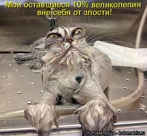 Котоматрица: Мои оставшиеся 10% великолепия вне себя от злости!