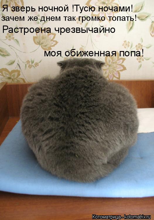 Котоматрица: моя обиженная попа! Я зверь ночной !Тусю ночами! зачем же днем так громко топать! Растроена чрезвычайно