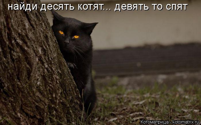 Котоматрица: найди десять котят... девять то спят