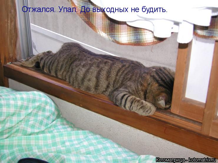 Котоматрица: Отжался. Упал. До выходных не будить.