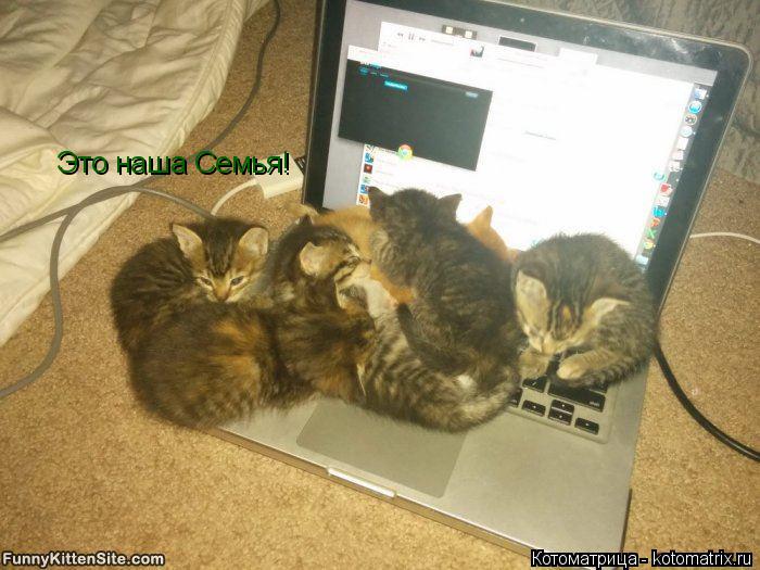 Котоматрица: Это наша Семья!