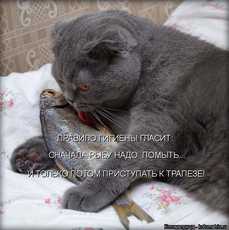 Котоматрица: СНАЧАЛА РЫБУ НАДО  ПОМЫТЬ... И ТОЛЬКО ПОТОМ ПРИСТУПАТЬ К ТРАПЕЗЕ! ПРАВИЛО ГИГИЕНЫ ГЛАСИТ: