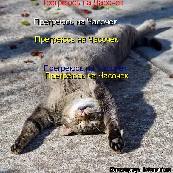 Котоматрица: Прегреюсь на Часочек Прегреюсь на Часочек Прегреюсь на Часочек Прегреюсь на Часочек Прегреюсь на Часочек