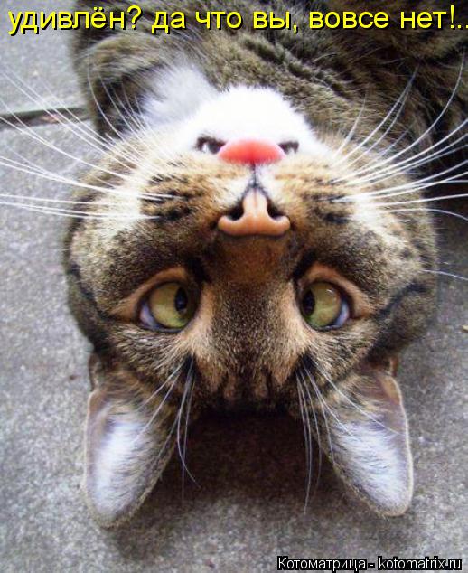 Котоматрица: удивлён? да что вы, вовсе нет!..