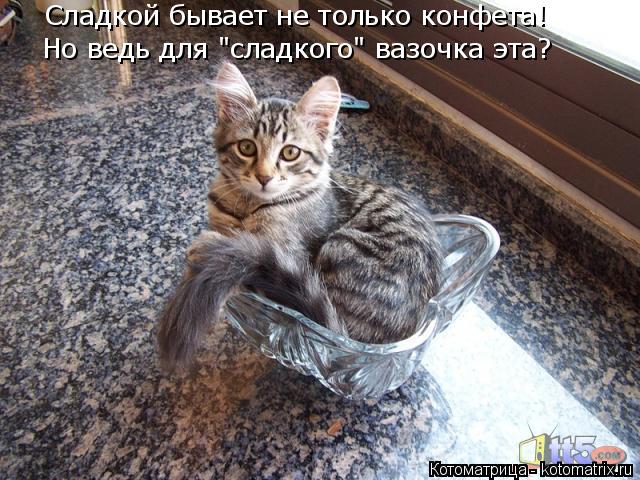 Котоматрица: Сладкой бывает не только конфета! Но ведь для "сладкого" вазочка эта?