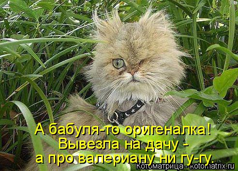 Котоматрица: А бабуля-то оригеналка! Вывезла на дачу - а про валериану ни гу-гу.