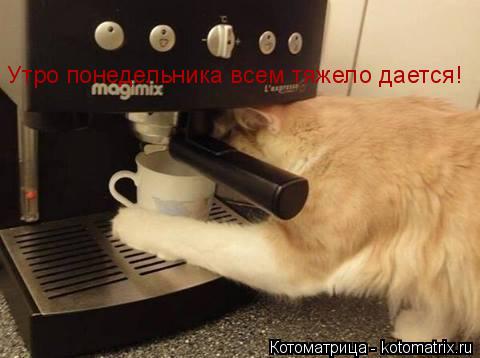 Котоматрица: Утро понедельника всем тяжело дается!