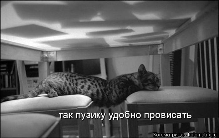 Котоматрица: так пузику удобно провисать