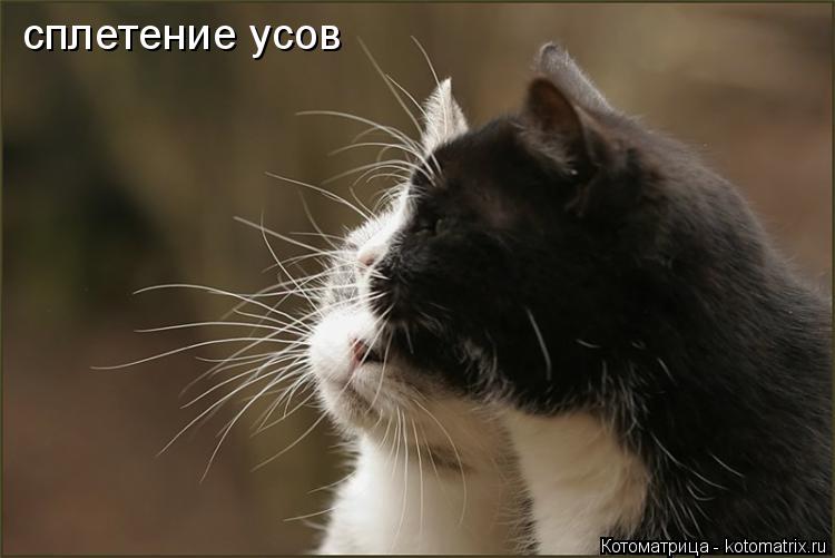 Котоматрица: сплетение усов