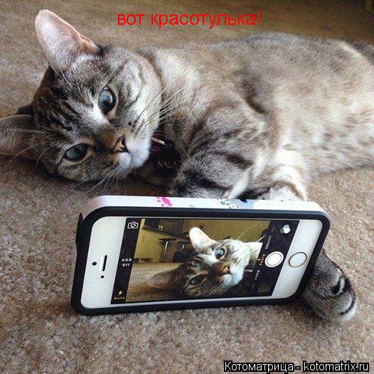 Котоматрица: вот красотулька!