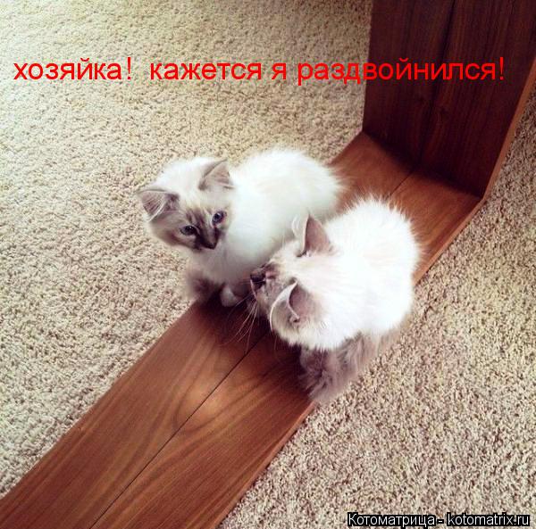 Котоматрица: хозяйка!  кажется я раздвойнился!