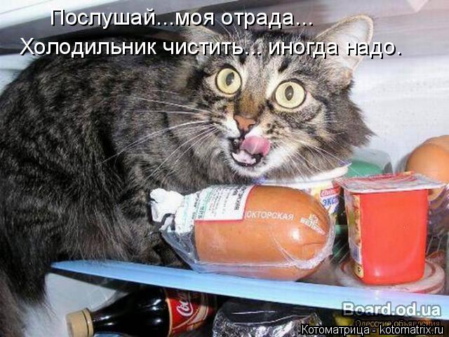 Котоматрица: Послушай...моя отрада... Холодильник чистить... иногда надо.