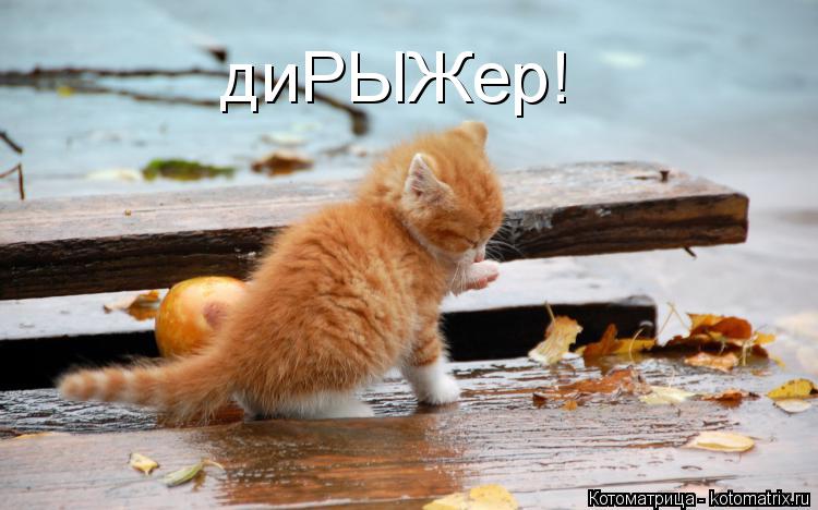 Котоматрица: диРЫЖер!