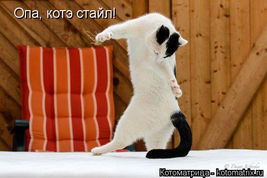 Котоматрица: Опа, котэ стайл!