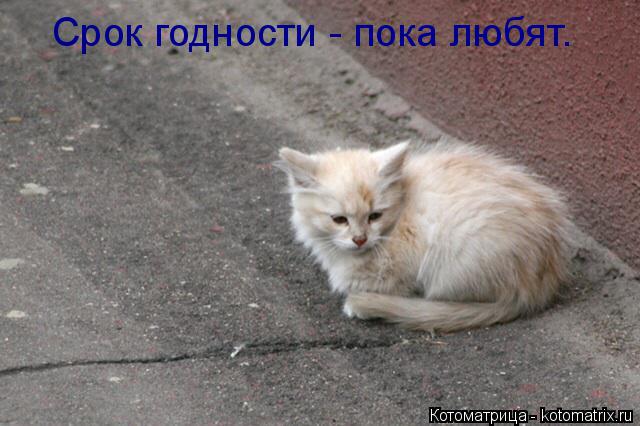 Котоматрица: Срок годности - пока любят.