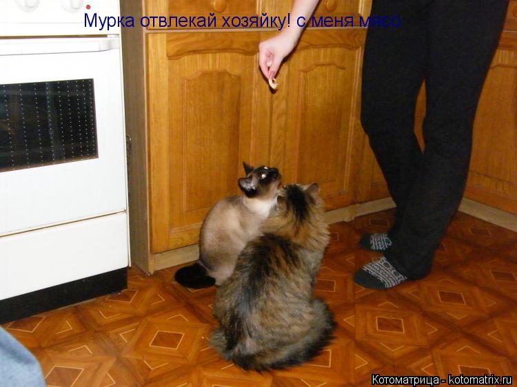 Котоматрица: Мурка отвлекай хозяйку! с меня мясо