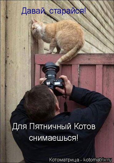 Котоматрица: Давай, старайся! Для Пятничный Котов снимаешься!
