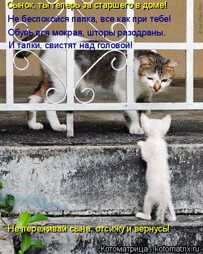 Котоматрица: Сынок, ты теперь за старшего в доме! Не беспокойся папка, все как при тебе! Обувь вся мокрая, шторы разодраны. И тапки, свистят над головой! Не 