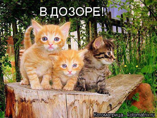 Котоматрица: В ДОЗОРЕ!