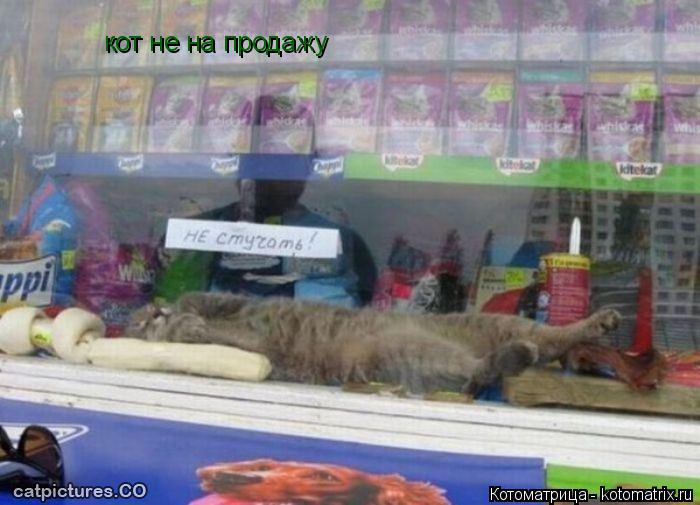 Котоматрица: кот не на продажу