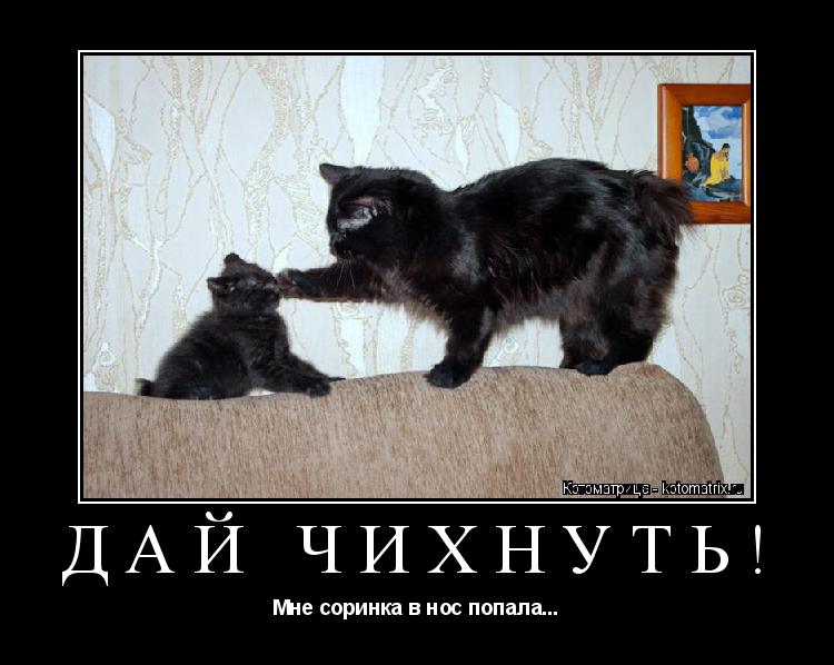 Котоматрица: ДАЙ ЧИХНУТЬ! Мне соринка в нос попала...