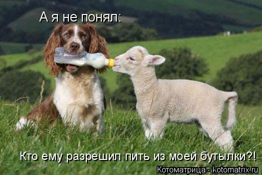 А я не понял: Кто ему разрешил пить из моей бутылки?!... Котоматрица: А я не понял: Кто ему разрешил пить из моей бутылки?!