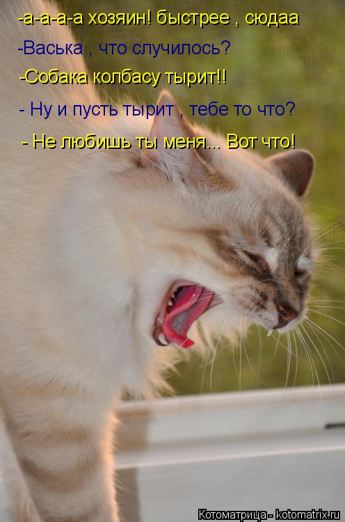 Котоматрица: -а-а-а-а хозяин! быстрее , сюдаа -Васька , что случилось? -Собака колбасу тырит!! - Ну и пусть тырит , тебе то что? - Не любишь ты меня... Вот что!