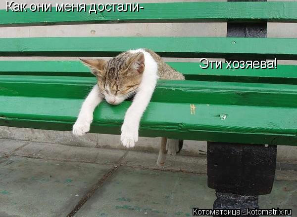 Котоматрица: Эти хозяева! Как они меня достали-