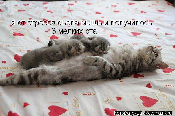 Котоматрица: я от стресса съела мышь и получилось я от стресса съела мышь и получилось 3 мелких рта