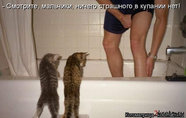Котоматрица: - Смотрите, мальчики, ничего страшного в купании нет!