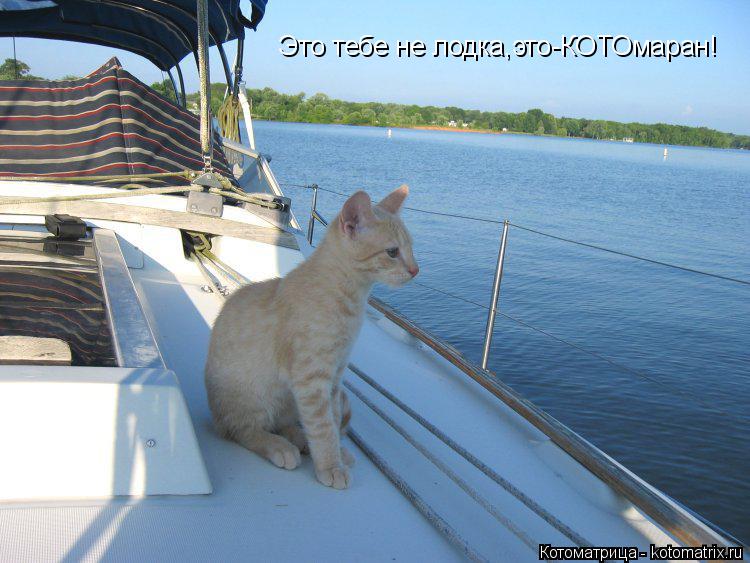Это тебе не лодка,это-КОТОмаран!... Котоматрица: Это тебе не лодка,это-КОТОмаран!
