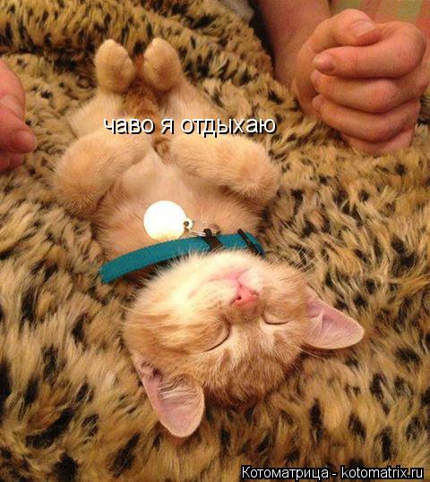 Котоматрица: чаво я отдыхаю