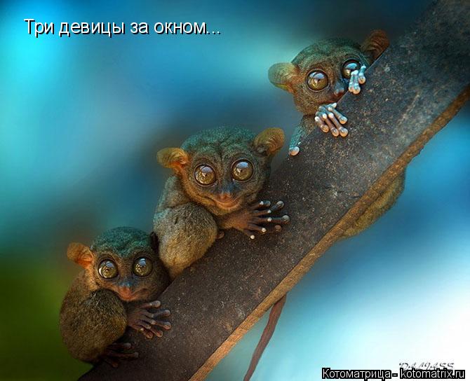 Три девицы за окном...... Котоматрица: Три девицы за окном...
