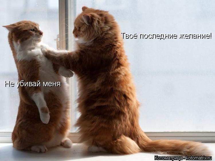 Котоматрица: Твоё последние желание! Твоё последние желание! Не убивай меня