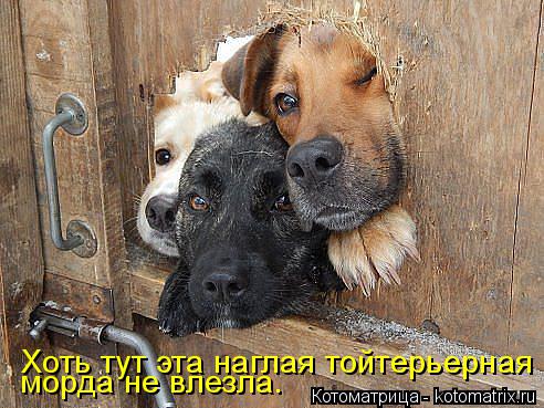 Котоматрица: морда не влезла. Хоть тут эта наглая тойтерьерная