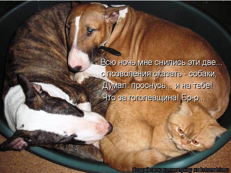 Всю ночь мне снились эти две... с позволения сказать - собаки, Думал: проснусь... и на тебе! Что за ... Котоматрица: Всю ночь мне снились эти две... с позволения сказать - собаки, Думал: проснусь... и на тебе! Что за гоголевщина! Бр-р...