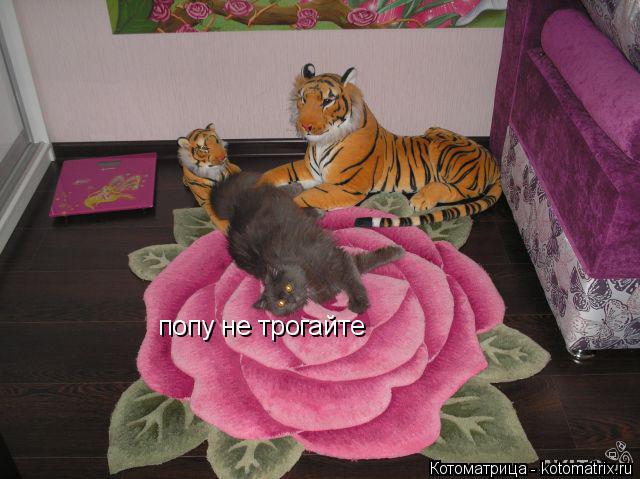 Котоматрица: попу не трогайте