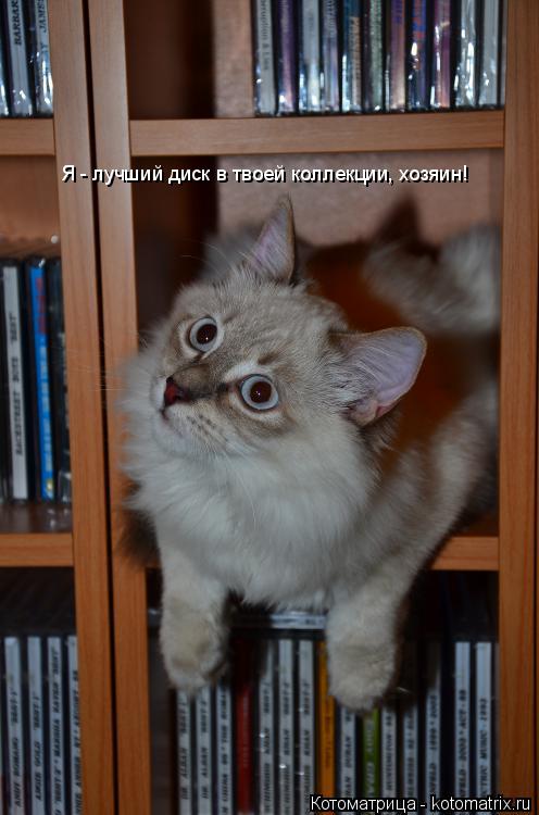 Котоматрица: Я - лучший диск в твоей коллекции, хозяин!